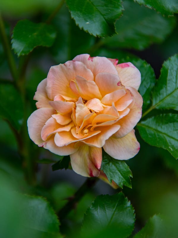 Garden Planting Rose Hill